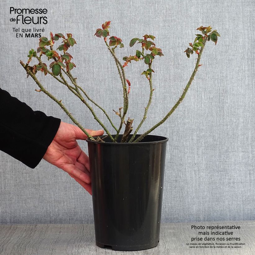 Amostra de Rosa centifolia muscosa William Lobb - Roseira antiga Vaso de 4 L/5 L tal como entregue no inverno