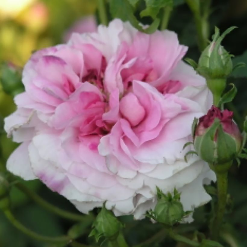 Roseira antiga Ispahan (Floração)