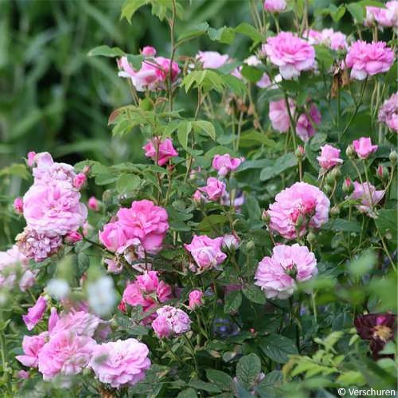 Roseira antiga Ispahan (Hábito)