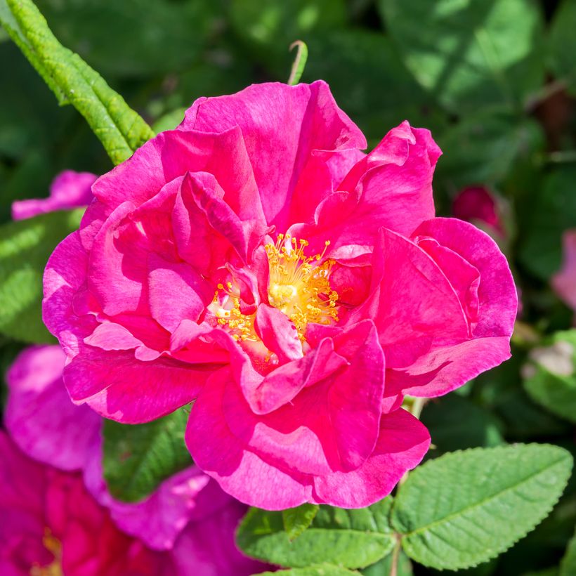 Rosa gallica Officinalis (Floração)