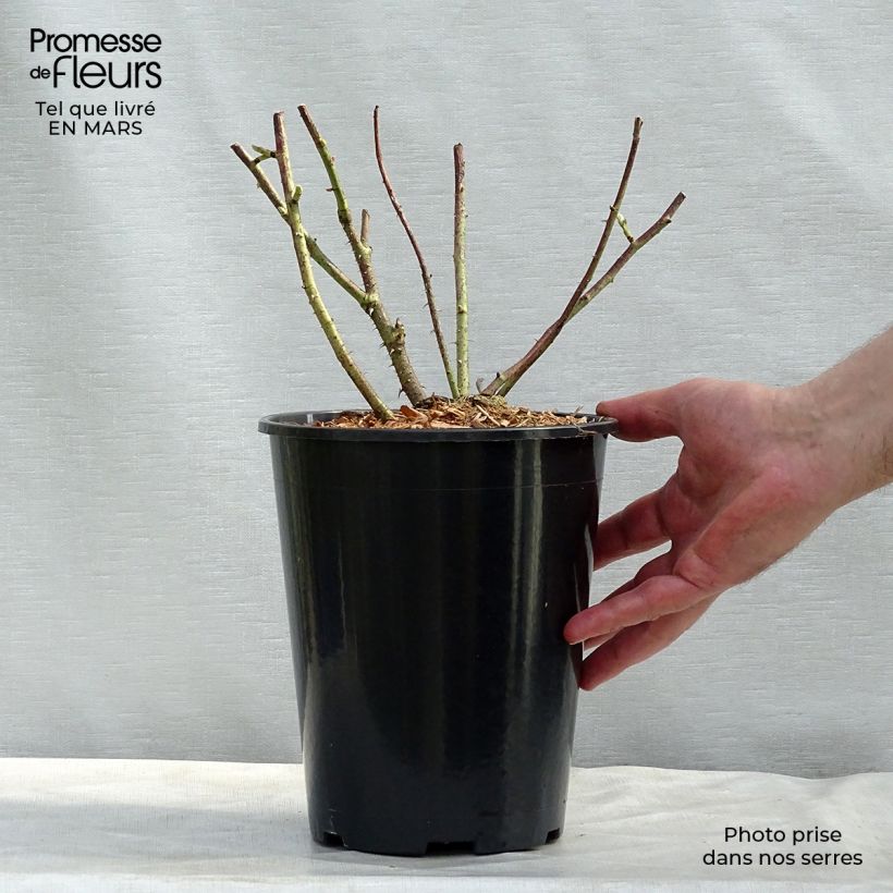 Amostra de Roseira antiga gallica Mundi Vaso de 4 L/5 L tal como entregue no inverno