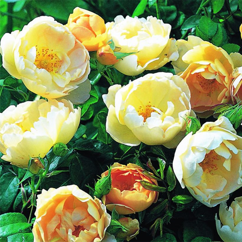 Roseira inglesa Comte de Champagne (Floração)