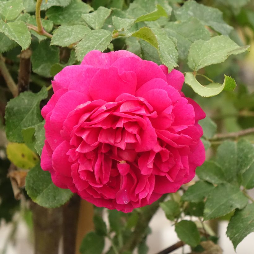 Roseira inglesa Gabriel Oak (Floração)