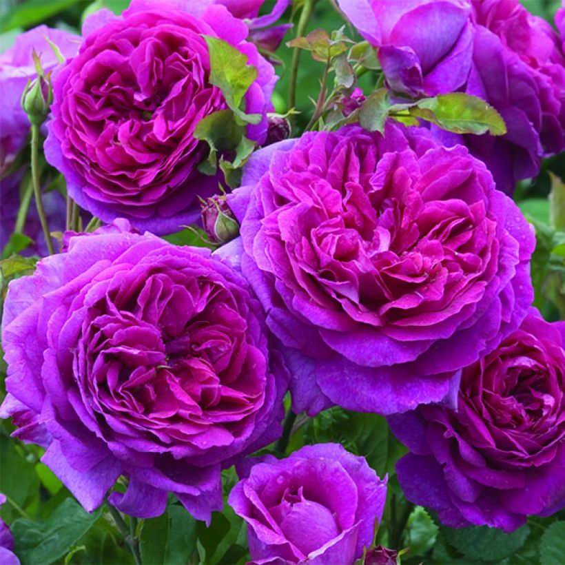 Roseira inglesa Young Lycidas (Floração)