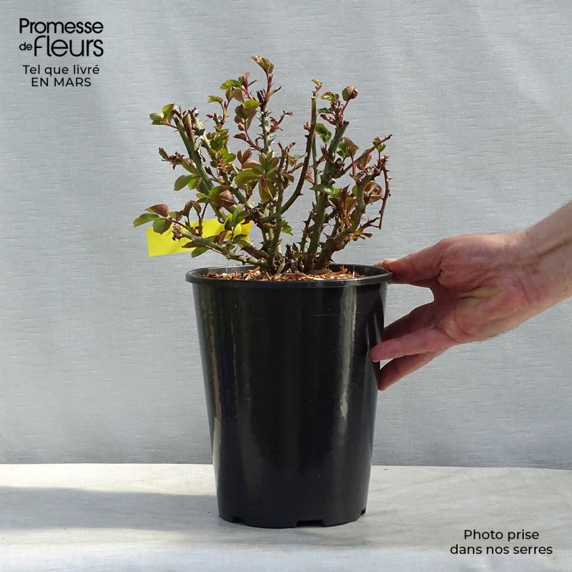 Amostra de Rosa grandiflora Oxford Harzola Vaso de 4 L/5 L tal como entregue no inverno