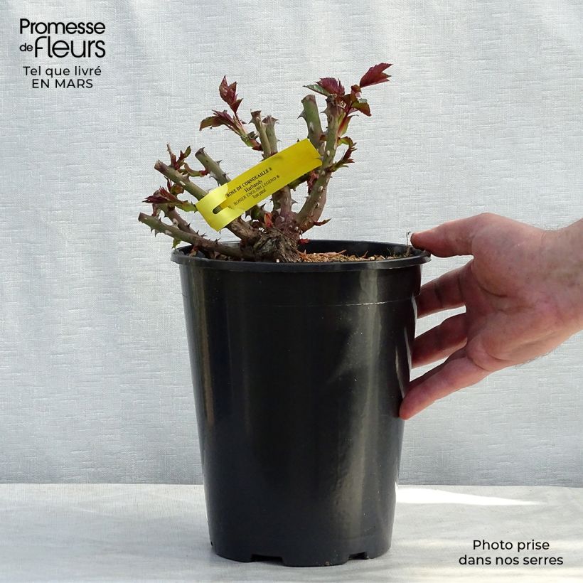 Amostra de Roseira inglesa Rose de Cornouaille Vaso de 4 L/5 L tal como entregue na primavera