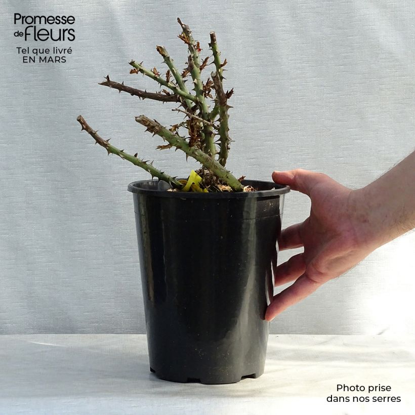 Amostra de Roseira inglesa Sherwood Hareglobe Vaso de 4 L/5 L tal como entregue na primavera