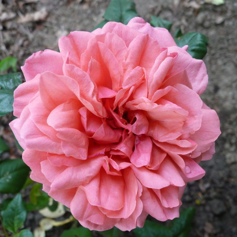 Roseira inglesa Sir Lancelot (Floração)