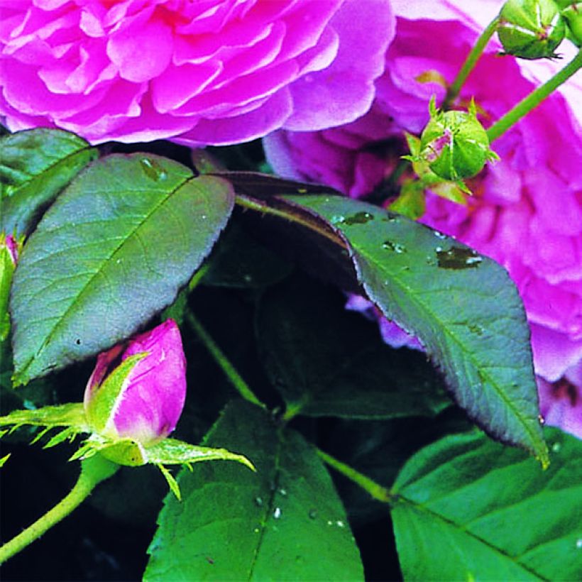 Roseira inglesa Harlow Carr (Folhagem)