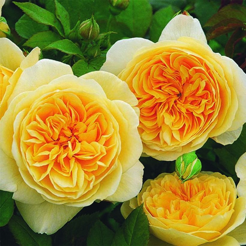 Roseira inglesa Teasing Georgia (Floração)