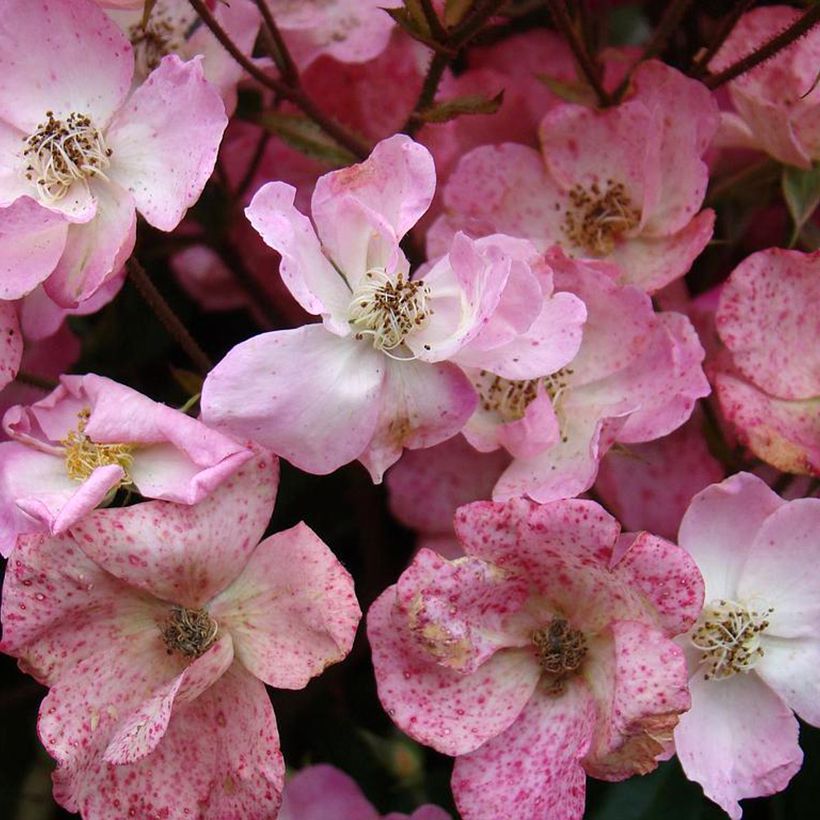 Roseira arbustiva Alden Biesen (Floração)