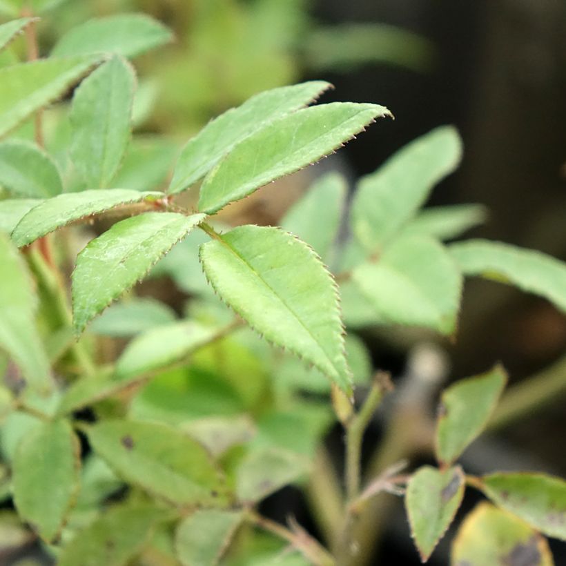Roseira arbustiva Allevia (Folhagem)