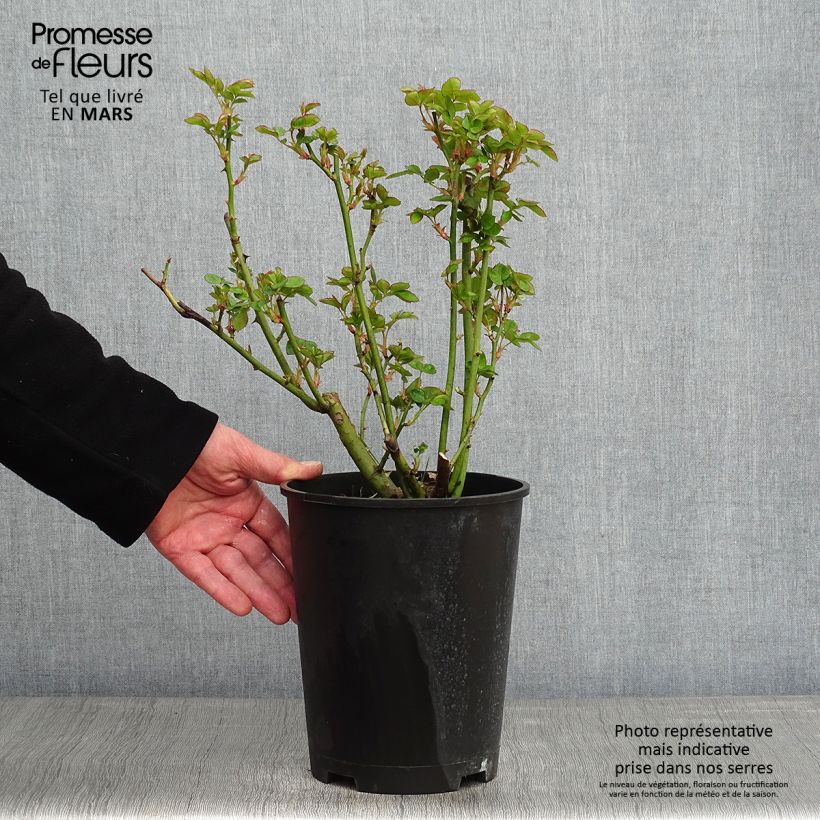 Amostra de Rosier arbustif Astrid Lindgren Vaso de 4 L/5 L tal como entregue no inverno