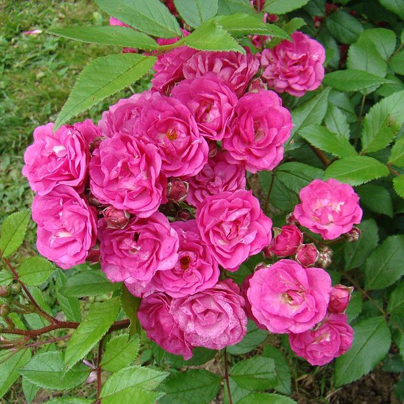 Roseira arbustiva Dinky (Floração)