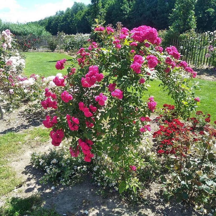 Roseira arbustiva Dinky (Hábito)