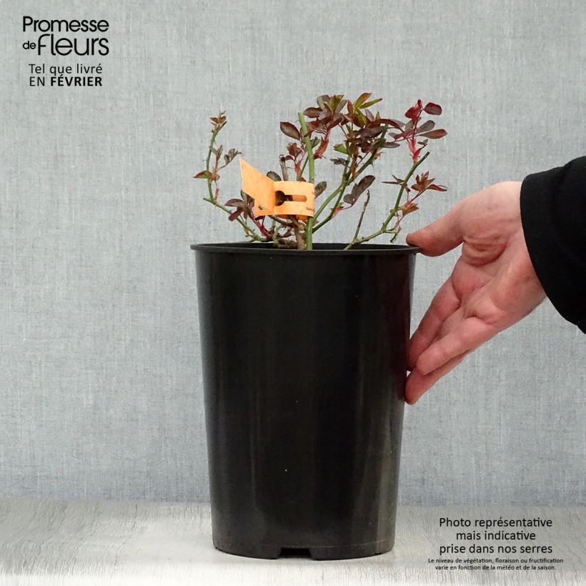Amostra de Rosier arbustif Douceur Normande Vaso de 4 L/5 L tal como entregue no inverno