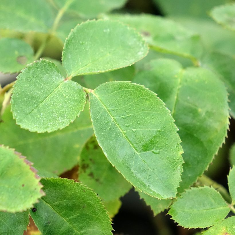 Roseira arbustiva Etoile Pourpre (Folhagem)