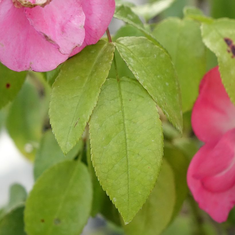 Roseira arbustiva Finn's Rose (Folhagem)