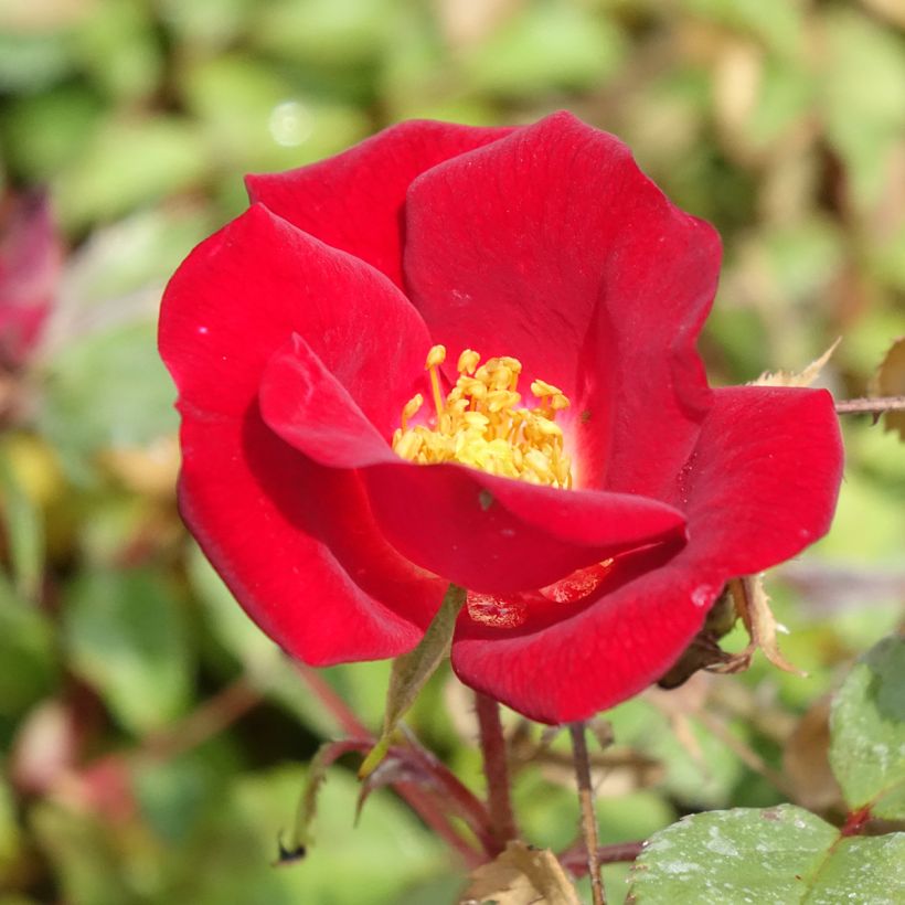 Roseira arbustiva Friendly Red (Floração)