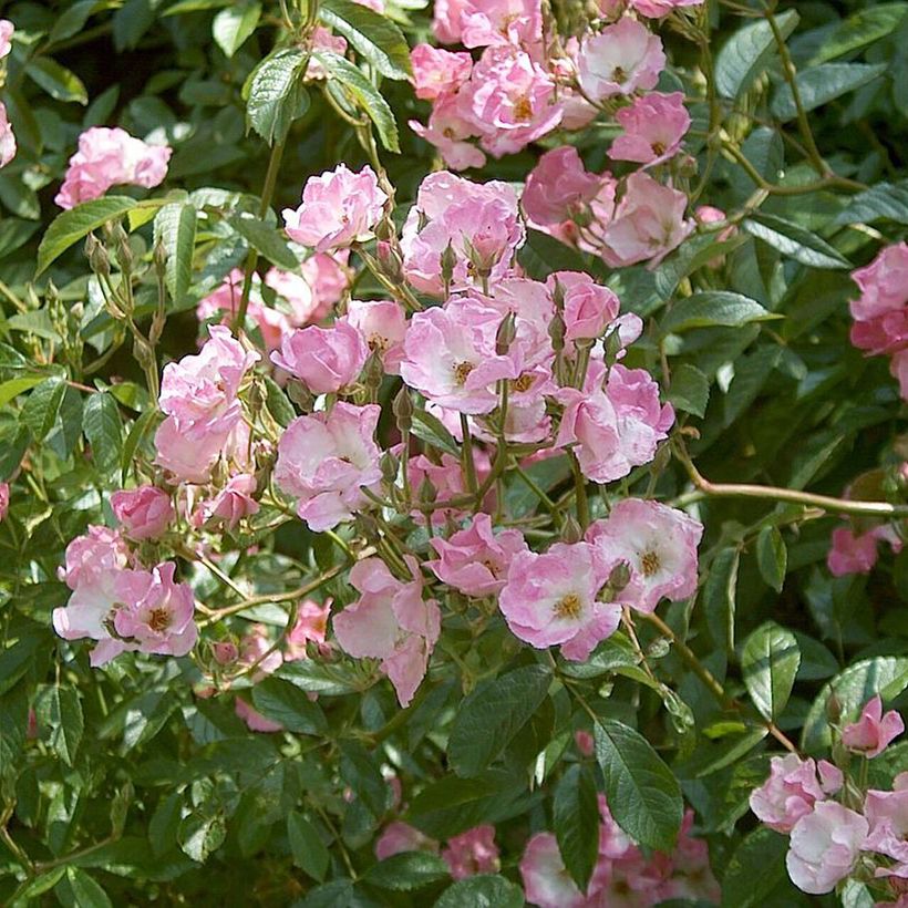 Roseira arbustiva Frisson Frais (Floração)