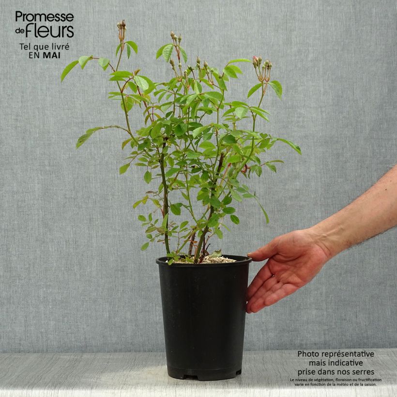 Amostra de Roseira arbustiva Frisson Frais Vaso de 4 L/5 L tal como entregue na primavera