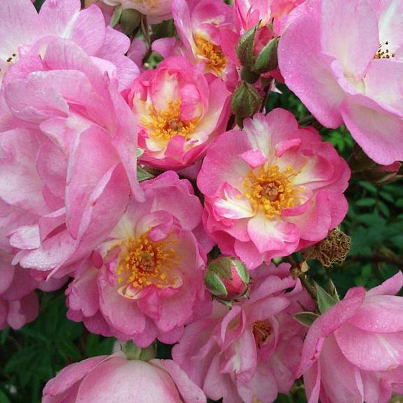 Roseira arbustiva Gaard um Titzebierg (Floração)