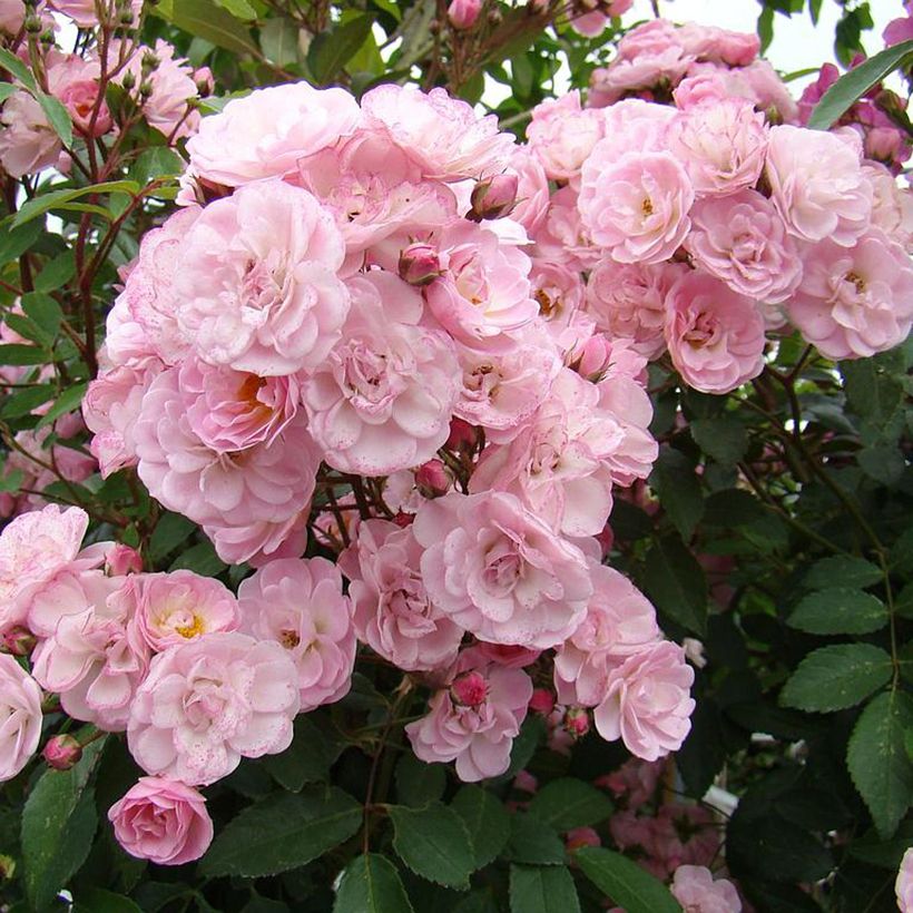 Roseira arbustiva Heavenly Pink (Floração)