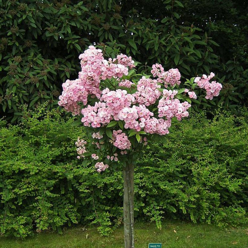 Roseira arbustiva Heavenly Pink (Hábito)