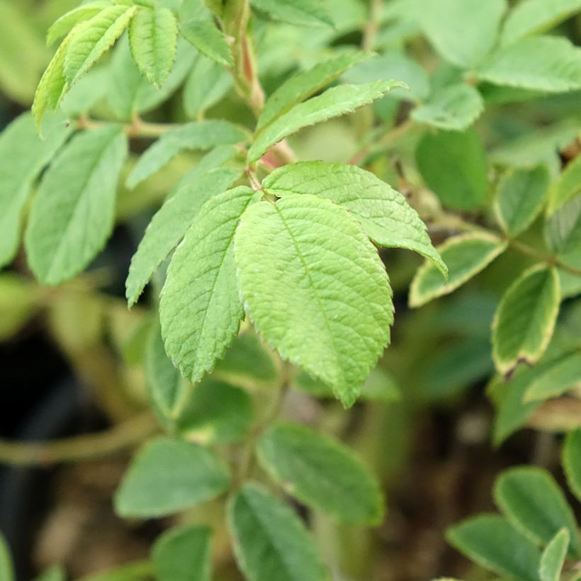 Roseira arbustiva Jean de Bruges (Folhagem)