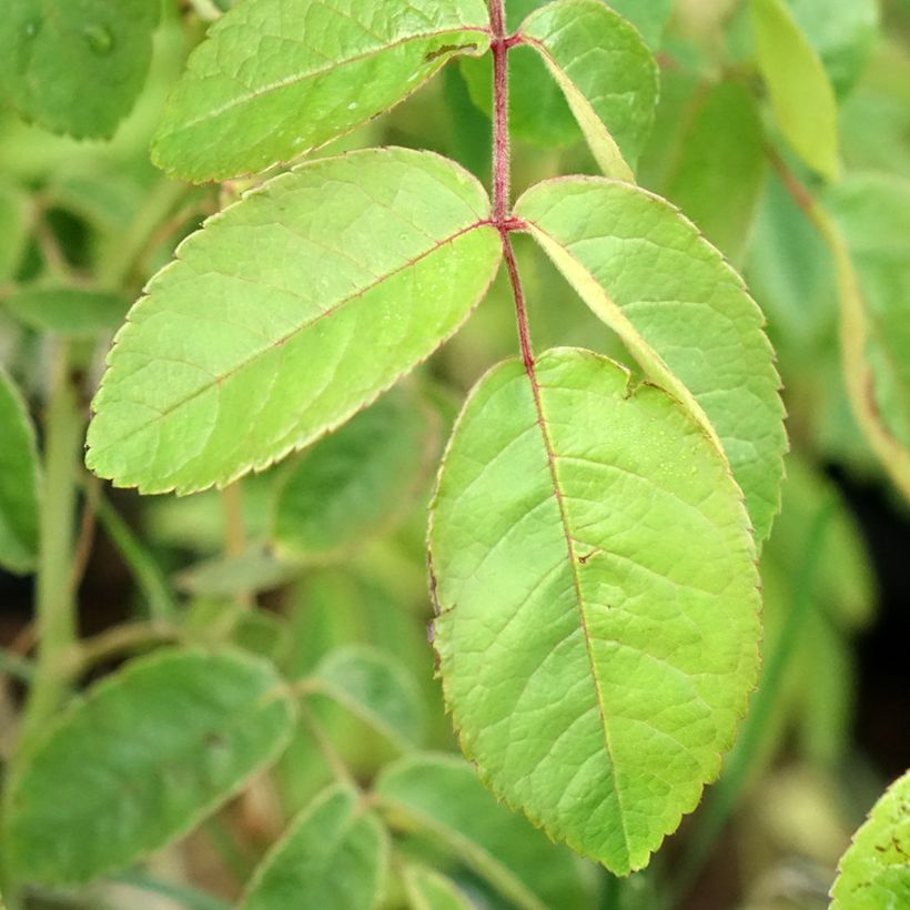 Roseira arbustiva Kathleen (Folhagem)