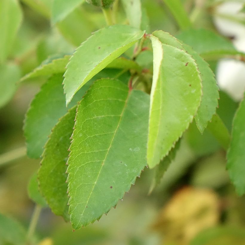 Roseira arbustiva La feuillerie (Folhagem)