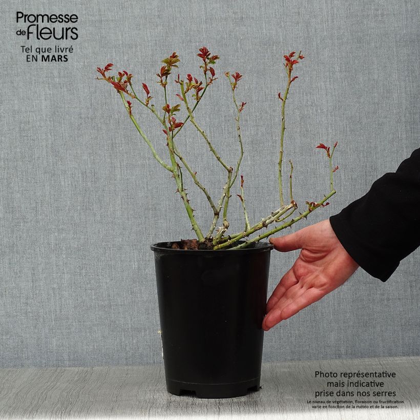 Amostra de Roseira arbustiva Queen of the Night Vaso de 3 L/4 L tal como entregue no inverno