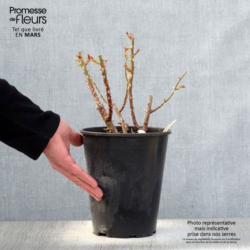 Amostra de Roseira arbustiva Queen of the Night Vaso de 3 L/4 L tal como entregue na primavera