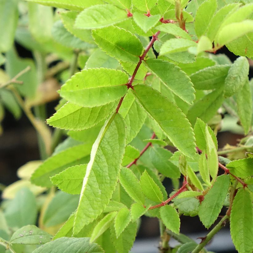 Roseira arbustiva Magie d'orient (Folhagem)