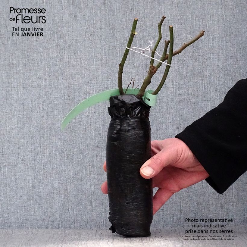 Amostra de Rosier arbustif Maria Theresia Raízes nuas em torrão tal como entregue no inverno