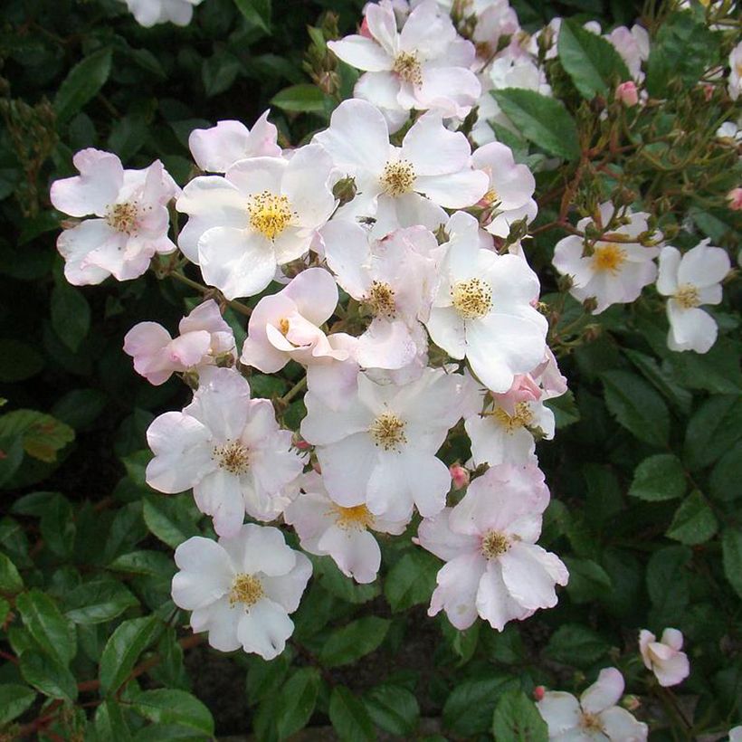 Roseira arbustiva Matchball (Floração)