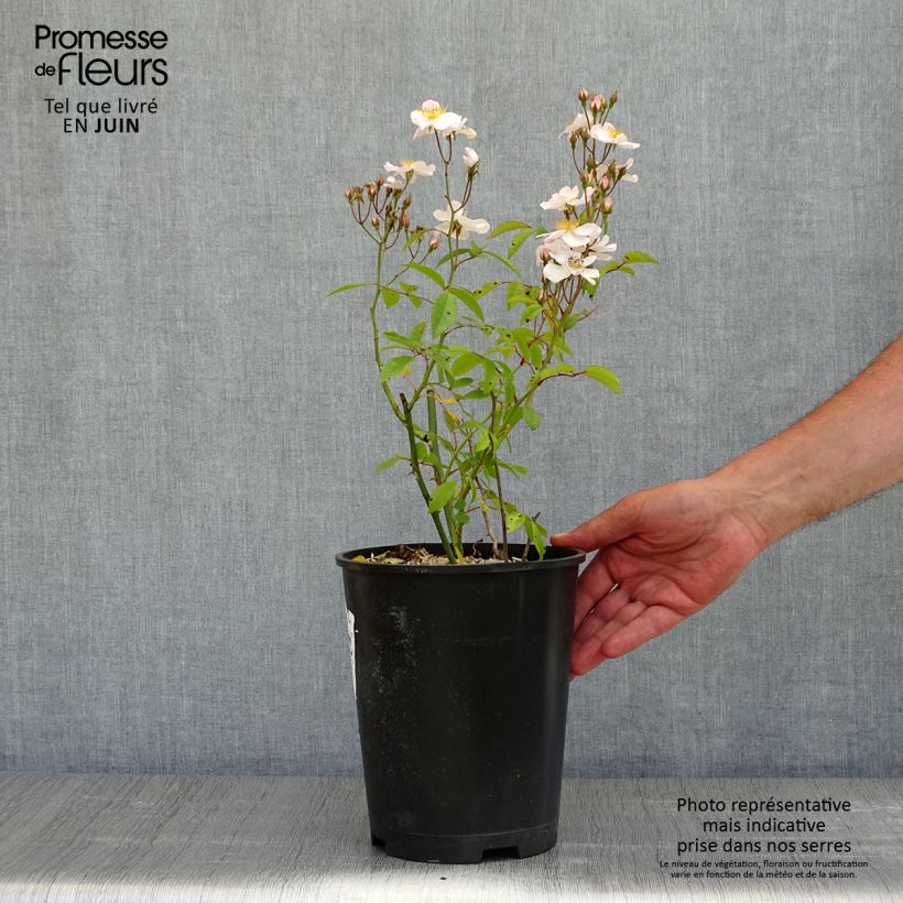Amostra de Roseira arbustiva Matchball Vaso de 4 L/5 L tal como entregue na primavera