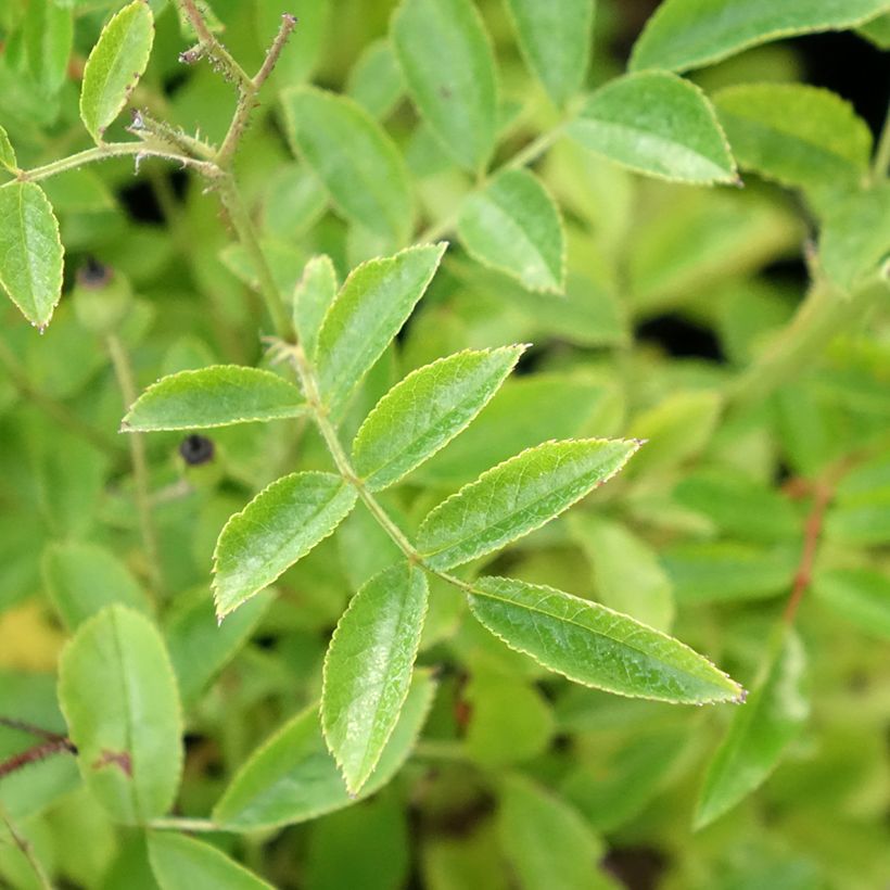 Roseira arbustiva Millie Fleur (Folhagem)