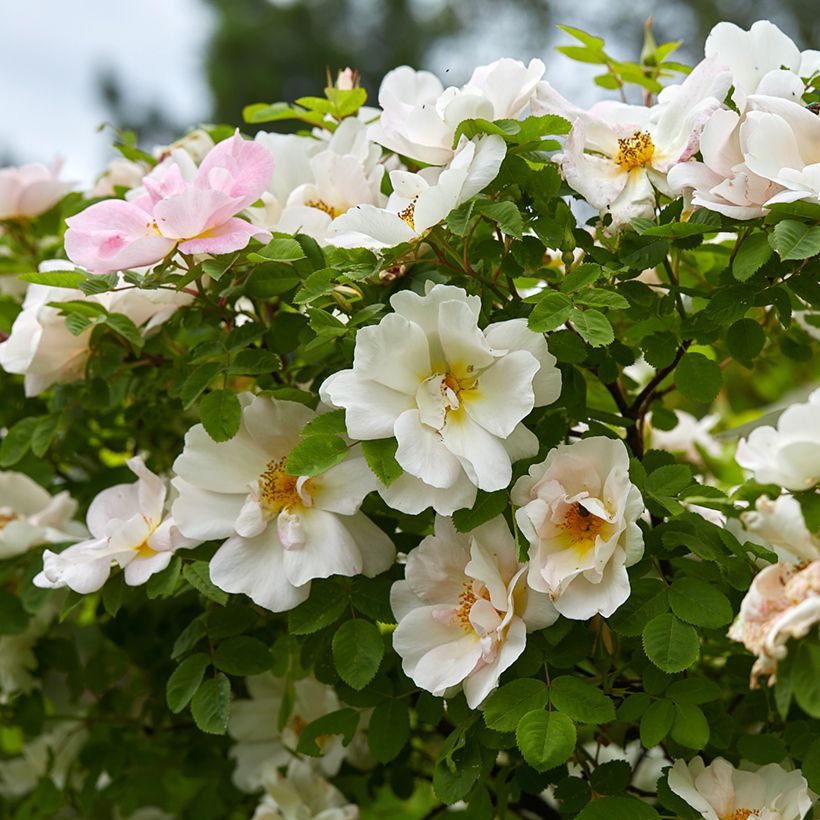 Roseira arbustiva Nevada (Floração)