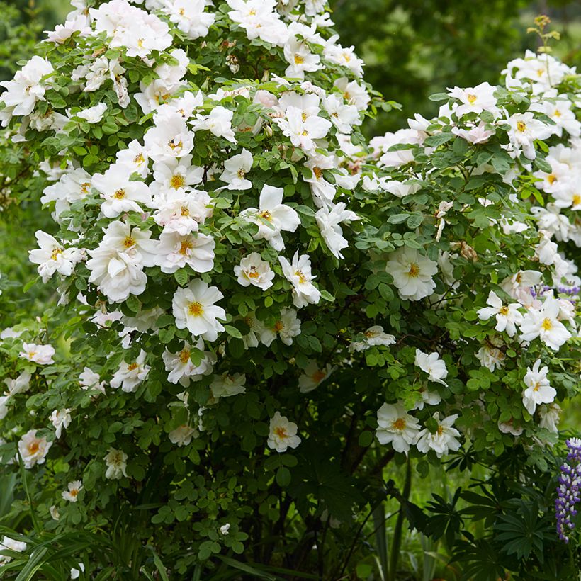 Roseira arbustiva Nevada (Hábito)