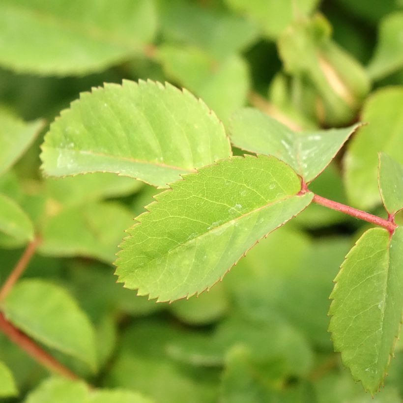 Roseira arbustiva Nevada (Folhagem)