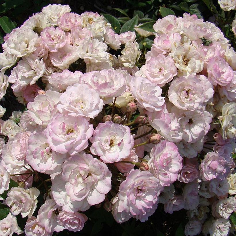 Roseira arbustiva Petite de Terre Franche (Floração)