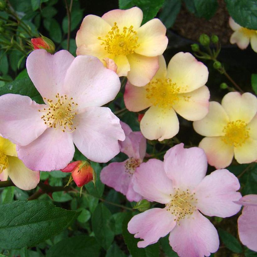 Roseira arbustiva Plaisanterie (Floração)