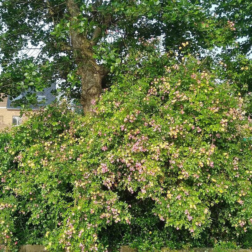 Roseira arbustiva Plaisanterie (Hábito)