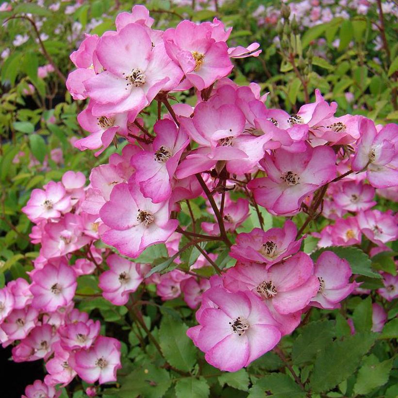 Roseira arbustiva Puccini (Floração)