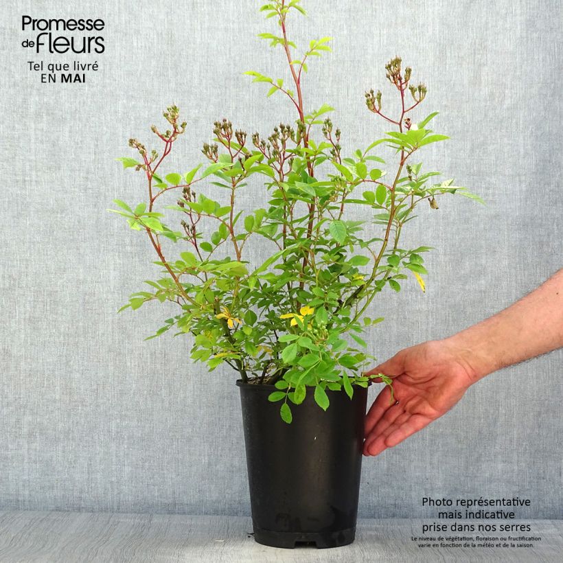 Amostra de Roseira arbustiva Puccini Vaso de 4 L/5 L tal como entregue na primavera