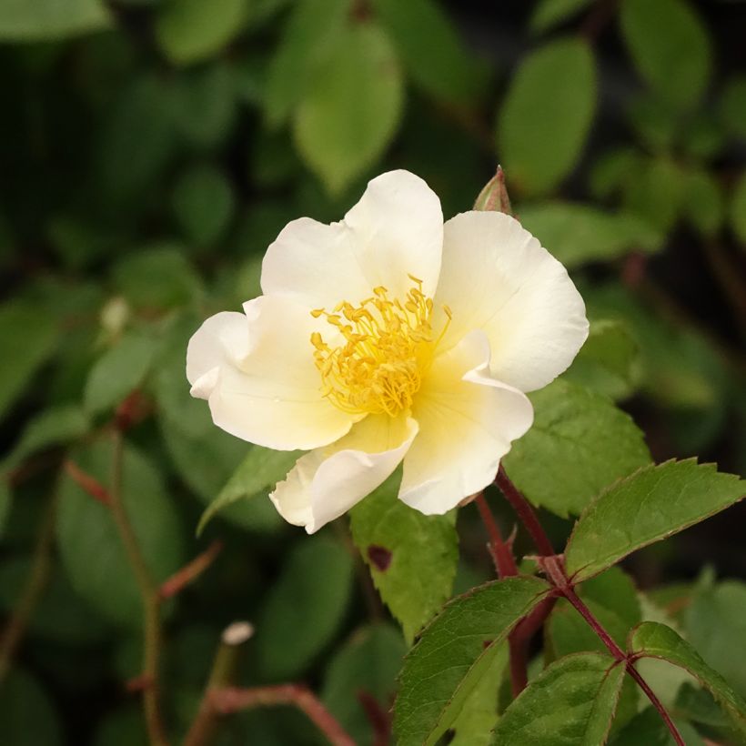 Roseira arbustiva Rosalita (Floração)