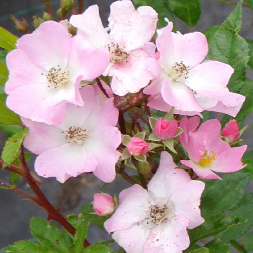 Roseira arbustiva Rosy Boom (Floração)