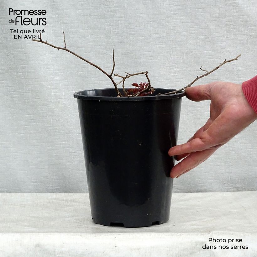 Amostra de Roseira arbustiva Rosy Cushion Vaso de 4 L/5 L tal como entregue na primavera