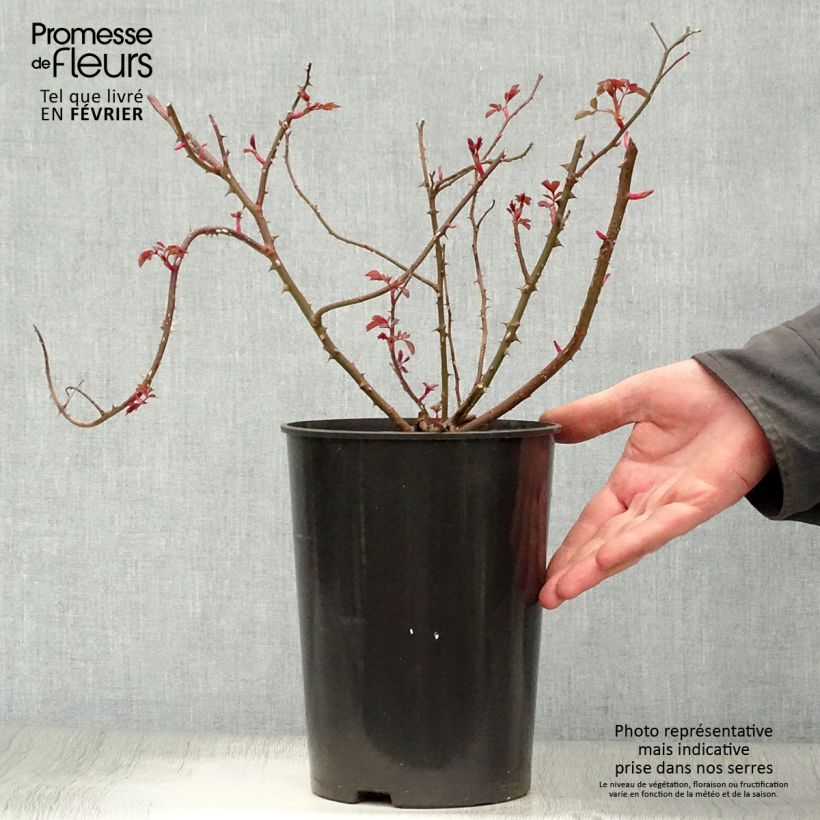 Amostra de Rosier arbustif Rosy Cushion Vaso de 4 L/5 L tal como entregue no inverno